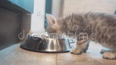 可爱的小猫在家里或室内用一碗<strong>颗粒</strong>。 小可爱的小猫在<strong>厨房</strong>里吃铁饭